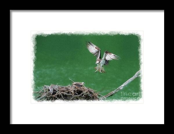 Osprey Framed Print featuring the photograph Landing on the Osprey nest by Dan Friend