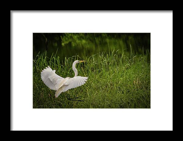 Great Egret Framed Print featuring the photograph Landing Zone by Ray Congrove