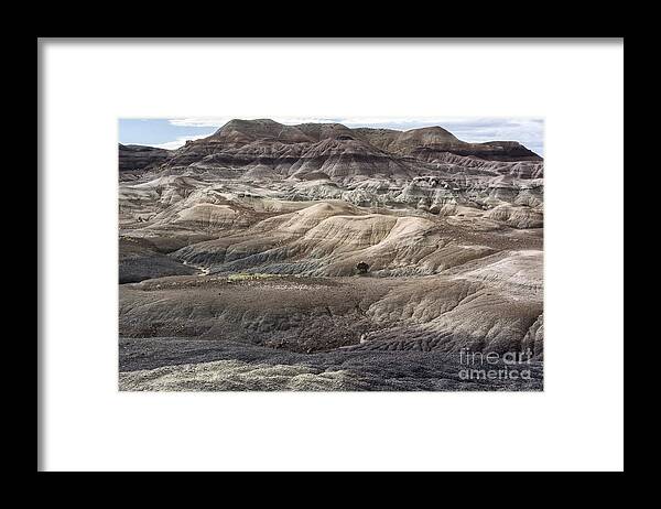 Petrified Forest Framed Print featuring the photograph Landscape With Many Colors by Melany Sarafis