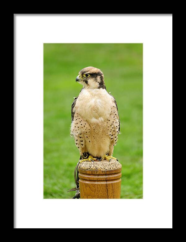 Britain Framed Print featuring the photograph Lanna Falcon - Falco biarmicus by Rod Johnson