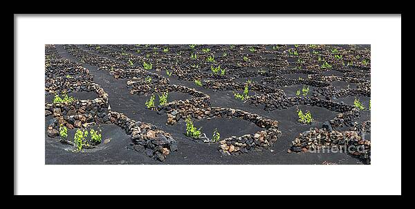 Vineyard Framed Print featuring the photograph Lanzarote vineyards by Delphimages Photo Creations