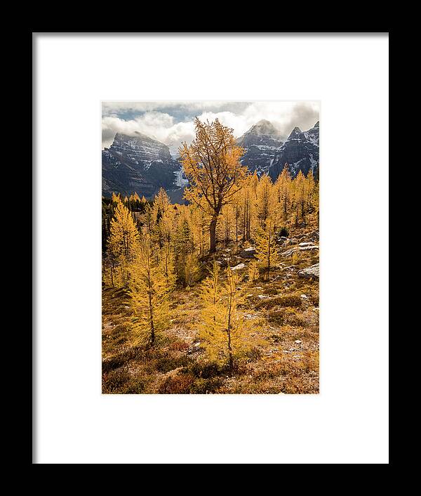 Larches Framed Print featuring the photograph Larch Family by Emily Dickey
