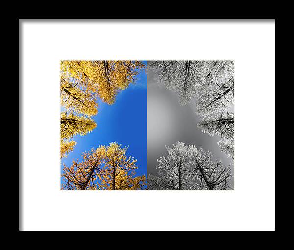 Evergreen Framed Print featuring the digital art Larches Color to Black and White Reflection by Pelo Blanco Photo