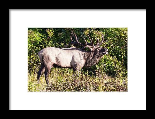 Bull Framed Print featuring the photograph Large Bull Elk Bugling by D K Wall