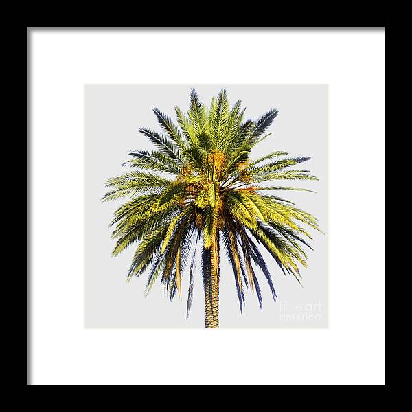 Prosperity; Peace; Middle East; Large; Palm Tree; Palm; Tree; Dates; Fruit; Mature; Ripe; Background; Oasis; Haven; Psi; Idr; Square Framed Print featuring the photograph Large palm tree with dates by Ilan Rosen