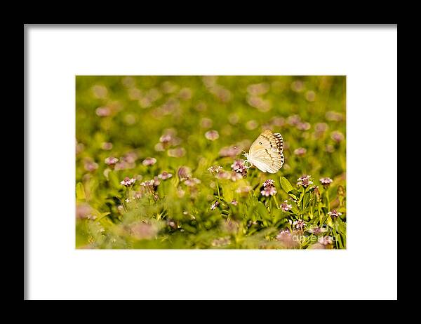 Butterfly Framed Print featuring the photograph Large Salmon Arab butterfly by Alon Meir