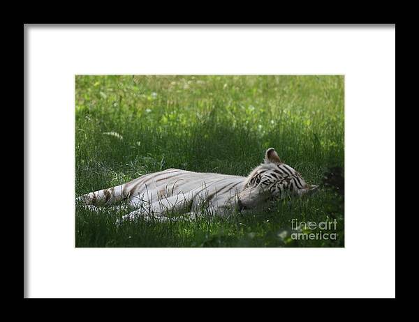 Tiger Framed Print featuring the photograph Large White Bengal Tiger Laying in the Grass by DejaVu Designs