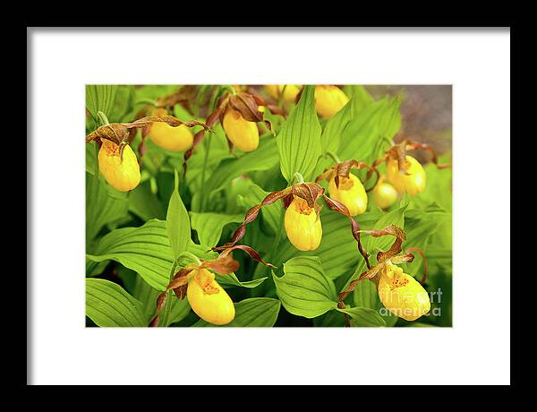 Acadia National Park Framed Print featuring the photograph Large Yellow Lady's Slipper by Susan Cole Kelly