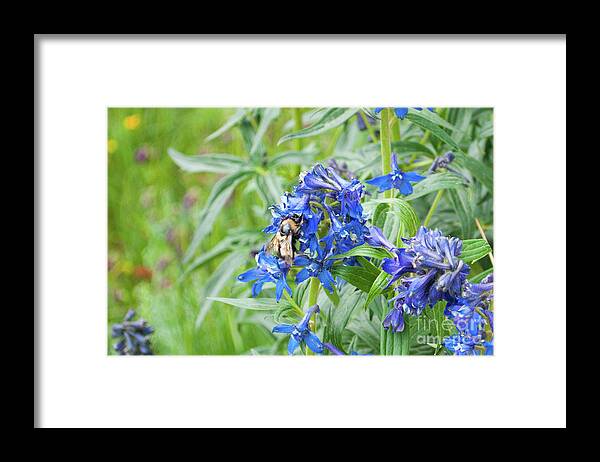 Colorado Framed Print featuring the photograph Larkspur Bee by Julia McHugh