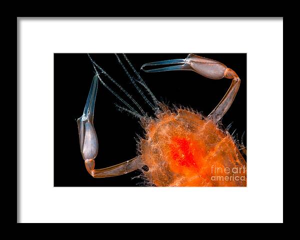 Blind Lobsters Framed Print featuring the photograph Larval Blind Lobster by Dant Fenolio