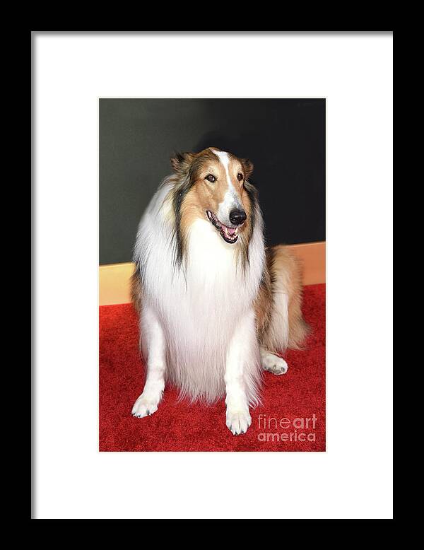 Lassie Framed Print featuring the photograph Lassie by Nina Prommer