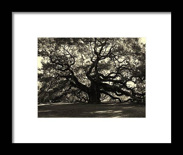 Fine Arts Framed Print featuring the photograph Last Angel Oak 72 by Susanne Van Hulst