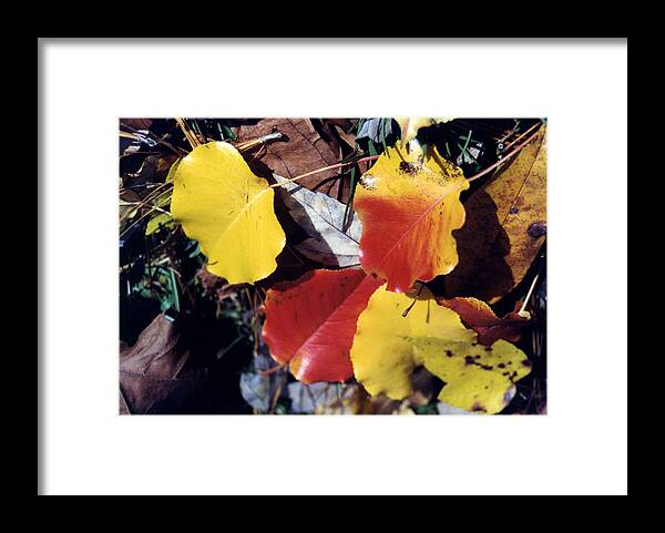 Leaves Framed Print featuring the photograph Last Ditch Effort by Jan Amiss Photography