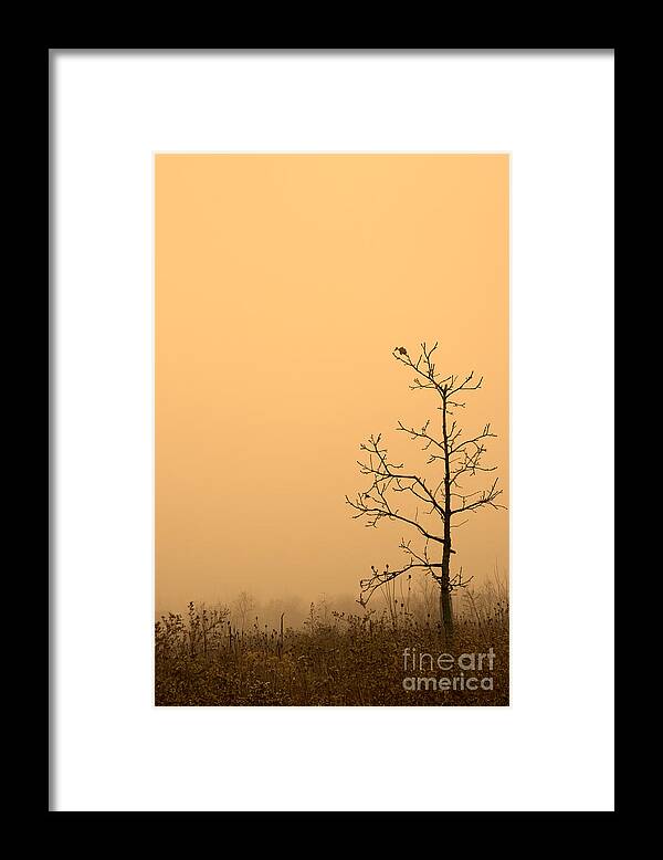 Tree Framed Print featuring the photograph Last Leaves by Timothy Johnson