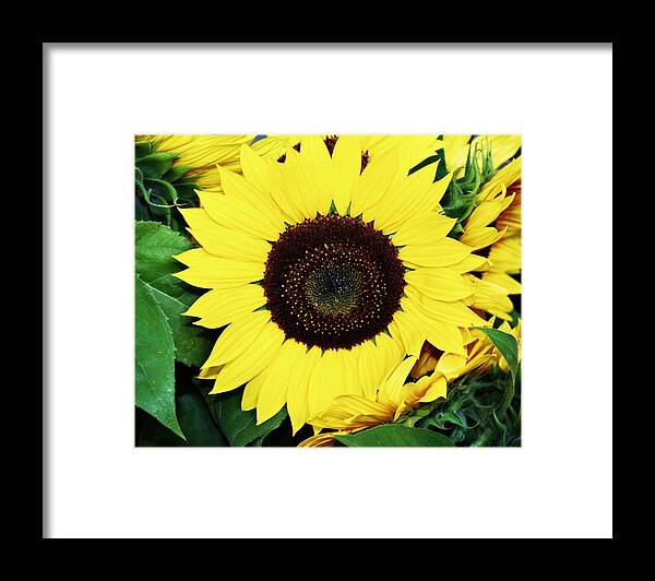 Sunflowers Framed Print featuring the photograph Last of the Sunflowers by Cathie Tyler