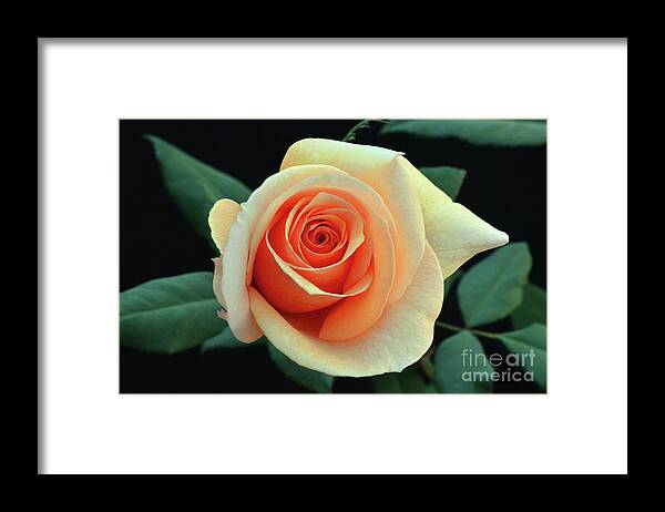Rose Framed Print featuring the photograph Last Roses of Autumn by Debby Pueschel