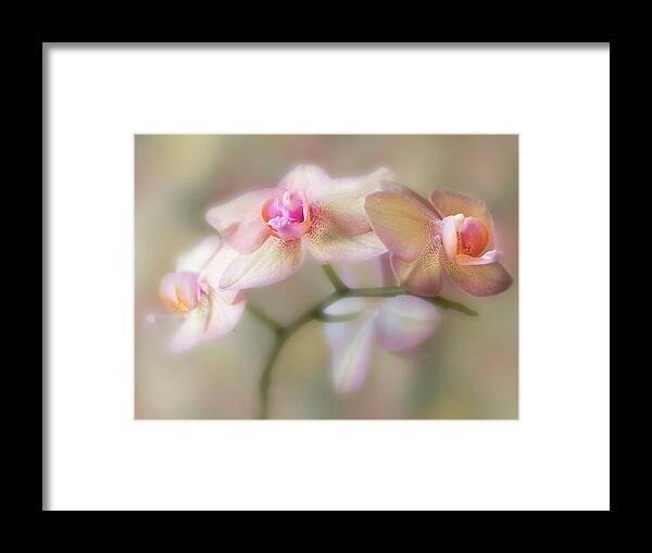 Flower Framed Print featuring the photograph Lasting forever. by Usha Peddamatham