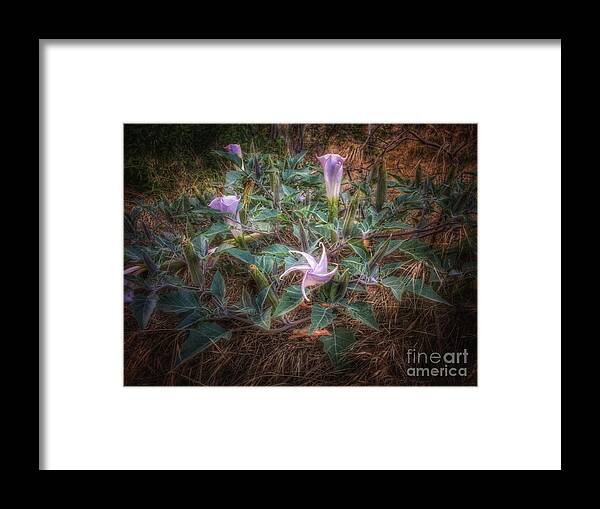 Photography Framed Print featuring the photograph Late Bloomers by Leah McPhail
