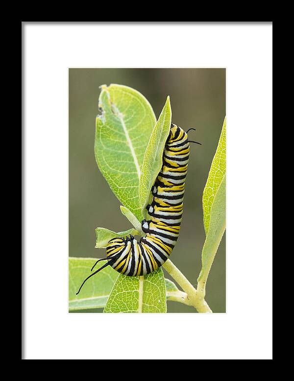 Monarch Butterfly Framed Print featuring the photograph Late Season Monarch by Jim Zablotny