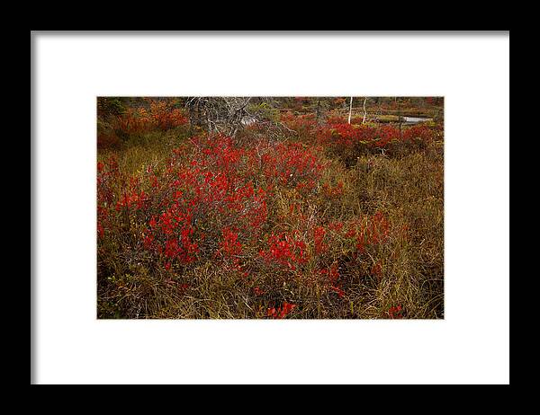 Blue Mountain-birch Cove Lakes Wilderness Framed Print featuring the photograph Late September At Hobsons Pond by Irwin Barrett