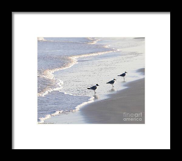 Sea Framed Print featuring the painting Laughing Gulls Three by Constance Woods
