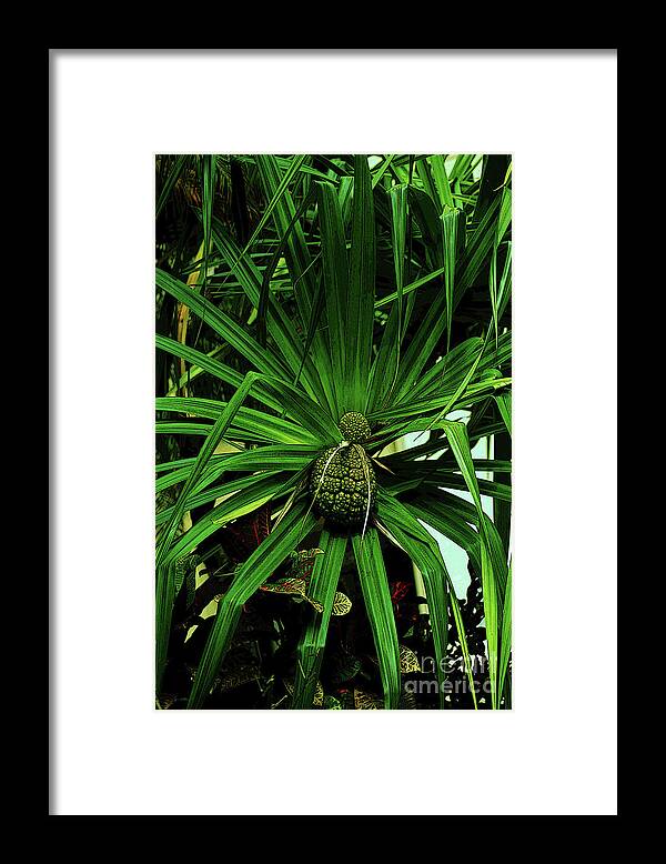 Hala Framed Print featuring the photograph Lauhala Plant by Craig Wood