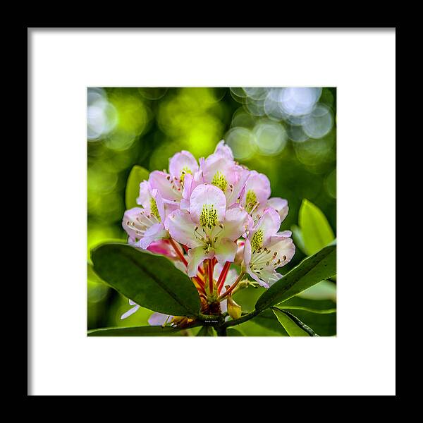 Rhododendrons Framed Print featuring the photograph Laurel Gems by Dale R Carlson