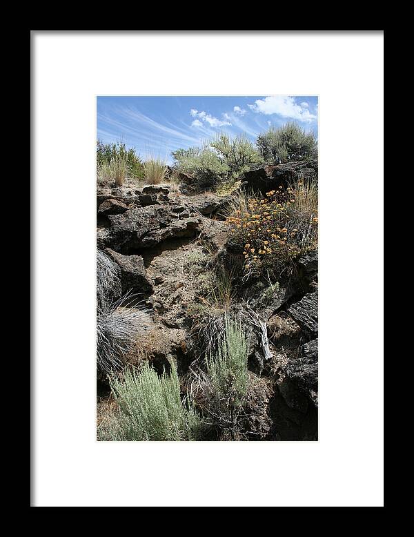 Lava Bed Life V Framed Print featuring the photograph Lava Bed Life V by Dylan Punke