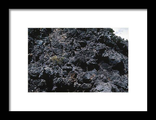 1971 Framed Print featuring the photograph Lava Bed: Plant Growth by Granger