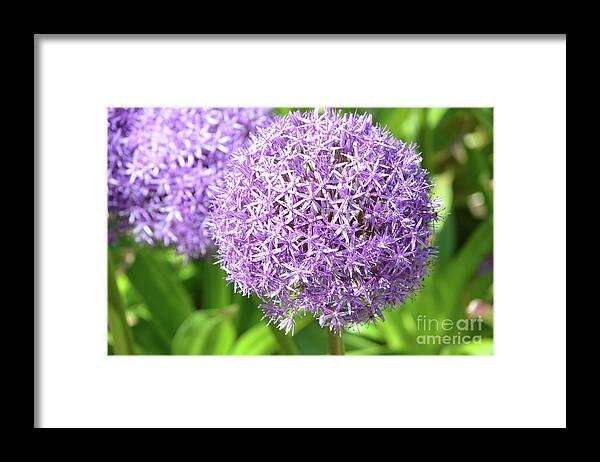 Allium Framed Print featuring the photograph Lavender Allium Flowers by DejaVu Designs