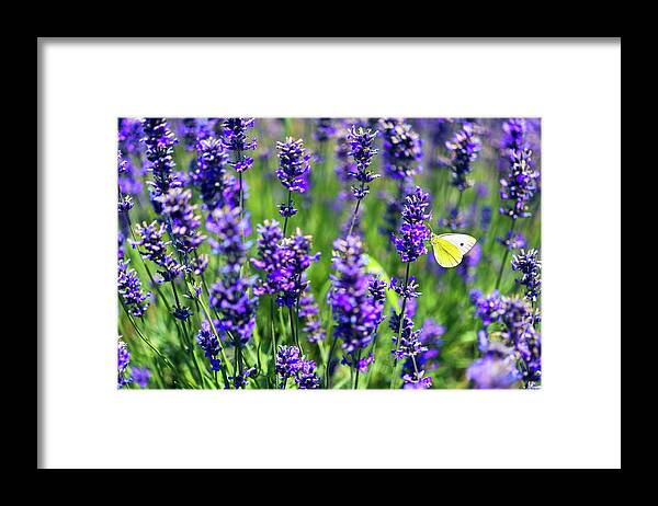 Butterfly Framed Print featuring the photograph Lavender and the Heart by Ryan Manuel