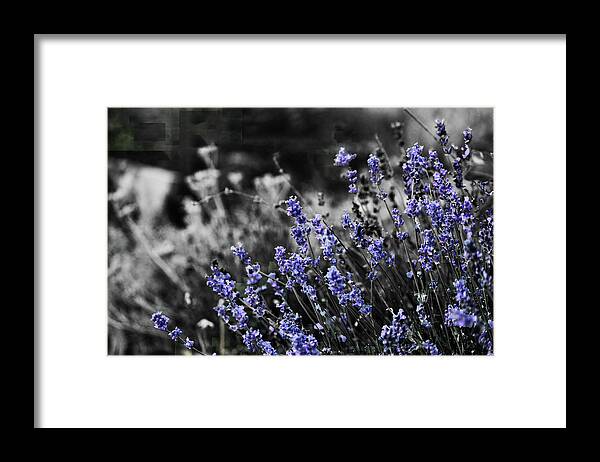 Garden Framed Print featuring the photograph Lavender B and W by April Burton