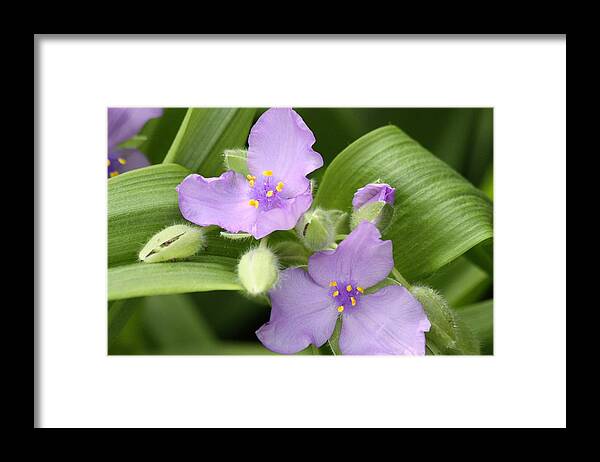 Nature Framed Print featuring the photograph Lavender Blooms in Spring by Sheila Brown