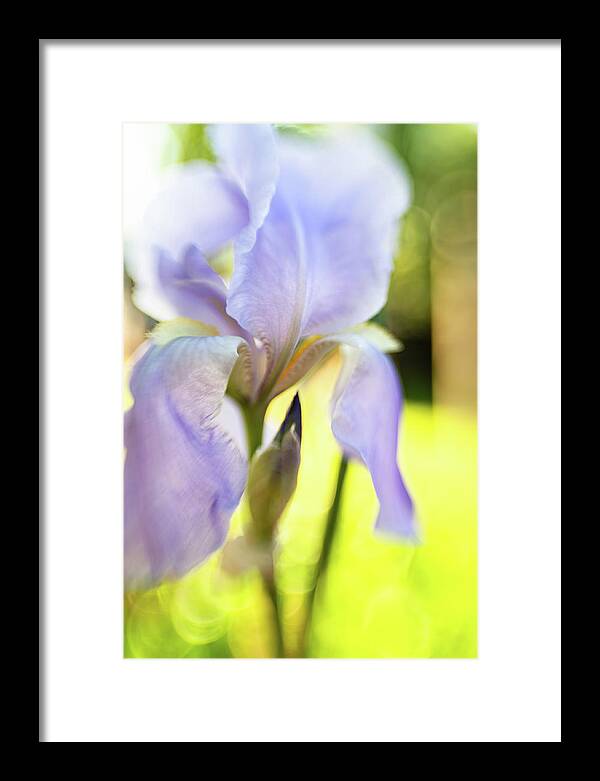  Iris Framed Print featuring the photograph Lavender Blue 3 by Pamela Taylor
