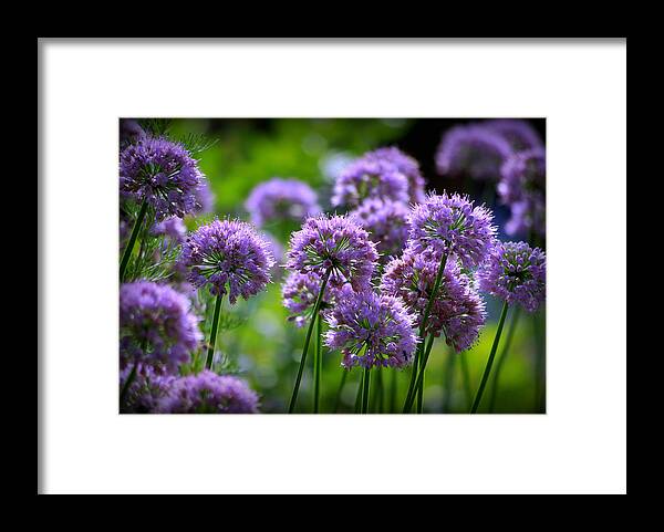 Flowers Framed Print featuring the photograph Lavender Breeze by Linda Mishler