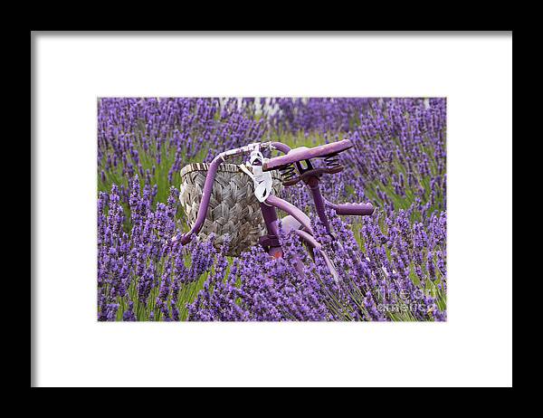 Lavender Framed Print featuring the photograph Lavender Farm Bike by Louise Magno