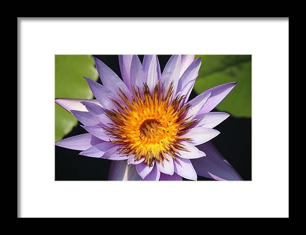  Framed Print featuring the photograph Lavender Fire Open by Ron Monsour
