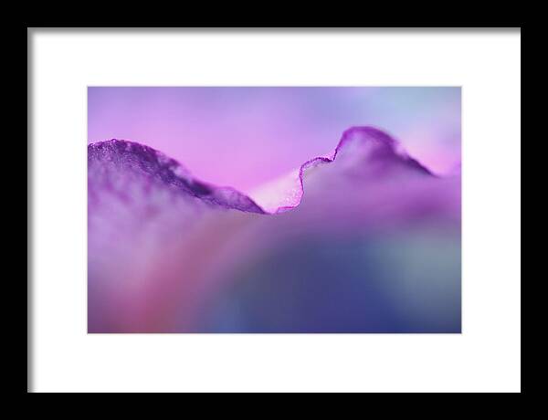 Lavender Framed Print featuring the photograph Lavender Lace by Don Ziegler