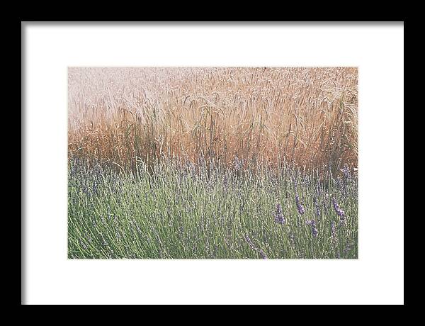 Lavender Framed Print featuring the photograph Lavender Meets Wheat by Georgia Clare