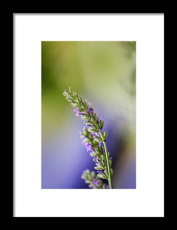 Lavender Framed Print featuring the photograph Lavender by Nailia Schwarz