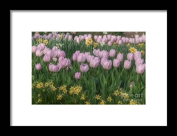 Lavender Framed Print featuring the photograph Lavender Tulips by Elaine Teague