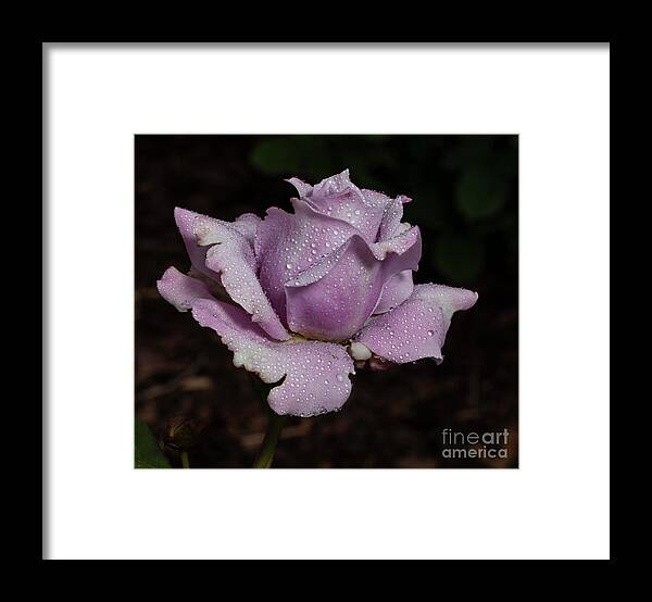 Rose Framed Print featuring the photograph Lavendrous by Doug Norkum