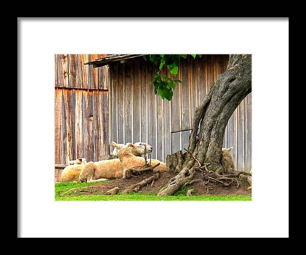 Sheep Framed Print featuring the photograph Lawnmowers At Rest by Ian MacDonald