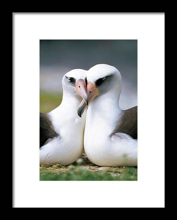 Mp Framed Print featuring the photograph Laysan Albatross Phoebastria by Tui De Roy