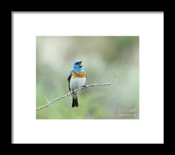 Bird Framed Print featuring the photograph Lazuli Bunting singing in the early morning by Dennis Hammer
