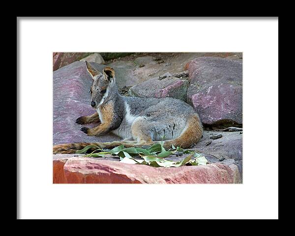 Yellow Framed Print featuring the photograph Lazy Afternoon For Rock Wallaby by Miroslava Jurcik