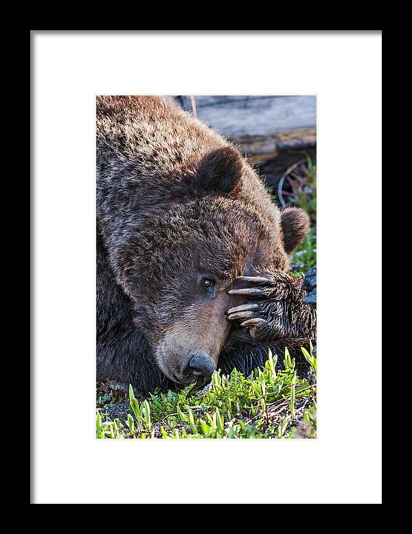 Bear Framed Print featuring the photograph Lazy Bear by Wesley Aston