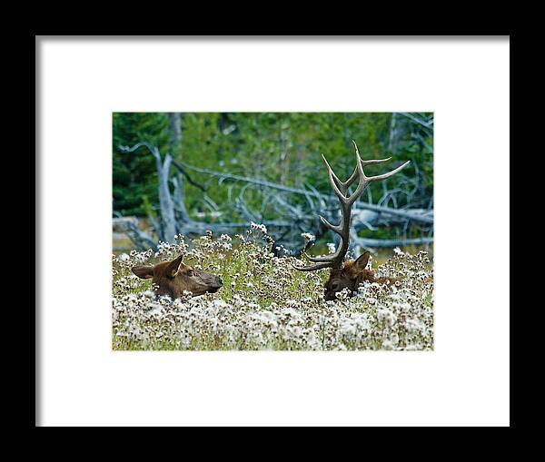 Elk Framed Print featuring the photograph Lazy Days by Wesley Aston