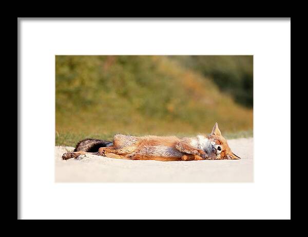 Fox Framed Print featuring the photograph Lazy Fox is Lazy by Roeselien Raimondlazy Fox is Lazy