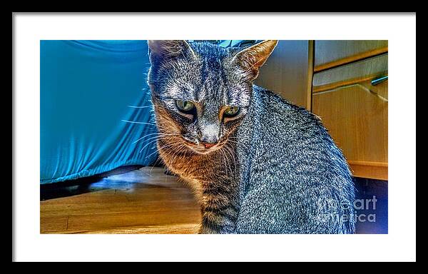 Cat Framed Print featuring the photograph Le Chat Bleu by Christopher Lotito